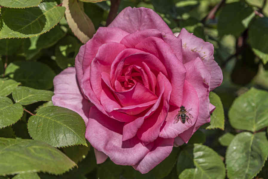 Rosa roja - parque de Cervantes - Barcelona - Catalunya 6.jpg